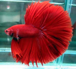 crowntail bettafish