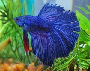 delta-tail-betta