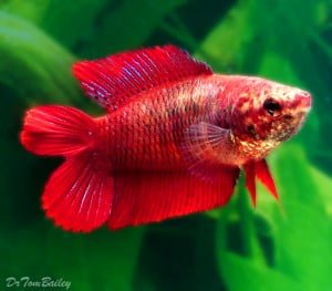 double tail bettafish
