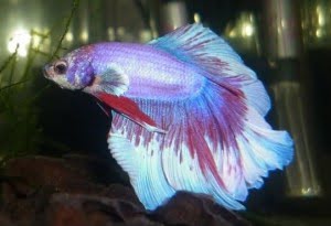 feathertail betta fish