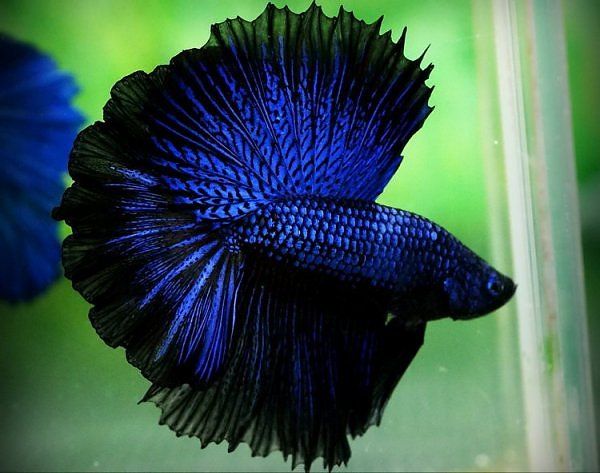 What is a crowntail betta?