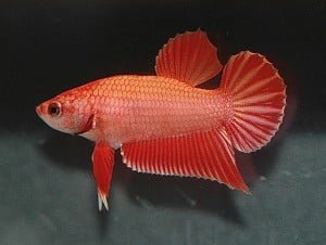 plakat bettafish