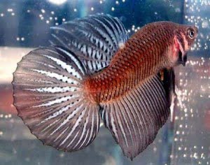 roundtail bettafish