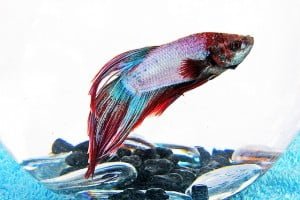 vail tail bettafish