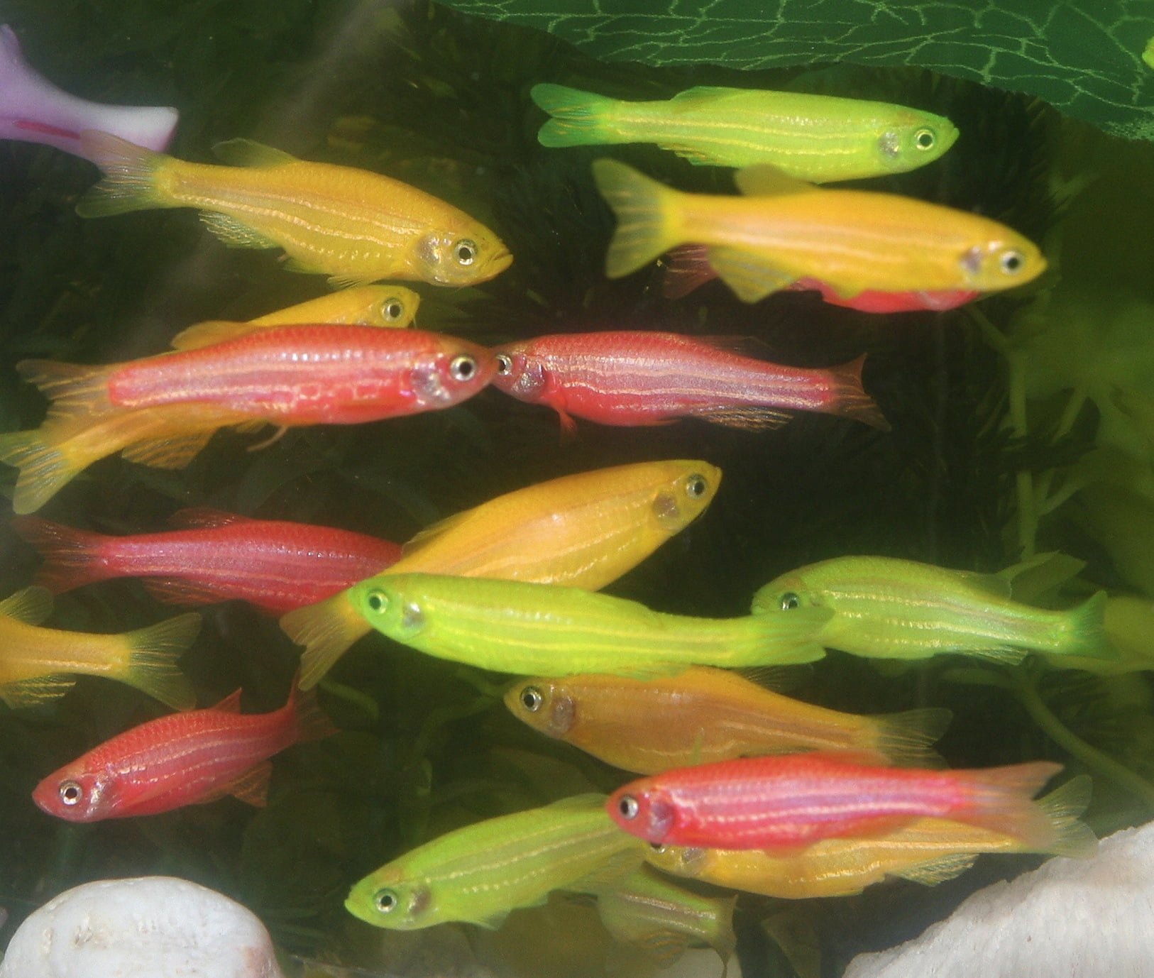 Suitable Betta Fish Tank Mates - Fishxperts