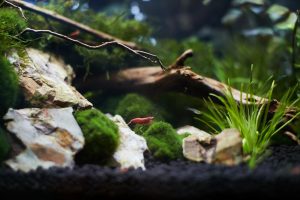 Nano Aquariums