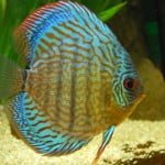 discus fish care