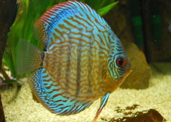 discus fish care