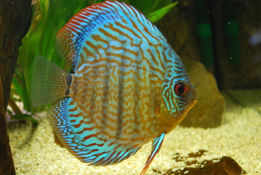Discus Fish Types Chart