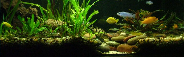 Freshwater Fish