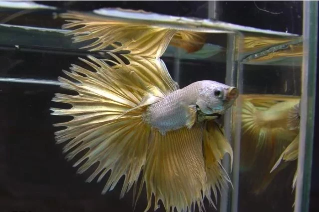 half sun bettafish