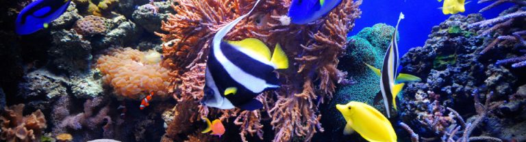 Saltwater Fish