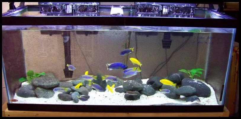 Compatible fish tank mates list