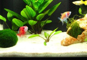 Information About Tank Accessories And Decorators