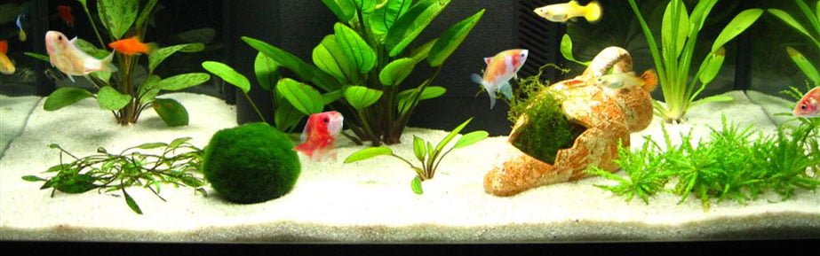 the range fish tank accessories