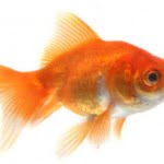 Goldfish