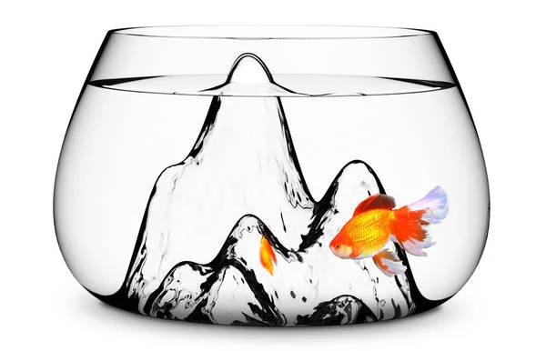 Goldfish Aquarium Bowls And Tanks