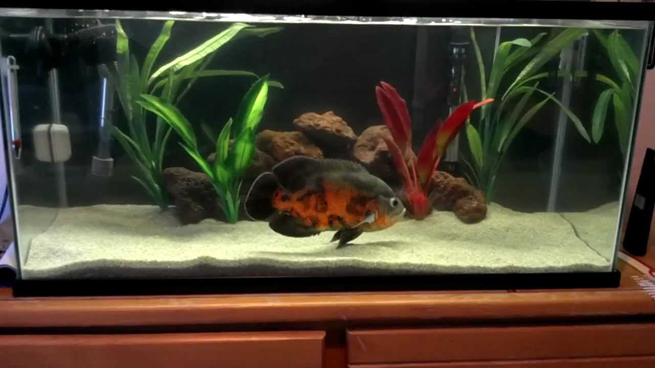 Oscar Fish Growth Chart