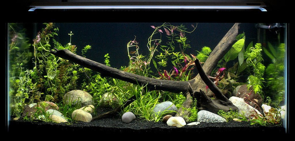 Aquascape Tutorial Non Co2 4ft Angelfish Aquarium How To Full Step By Step Guide Planted Tank Youtube