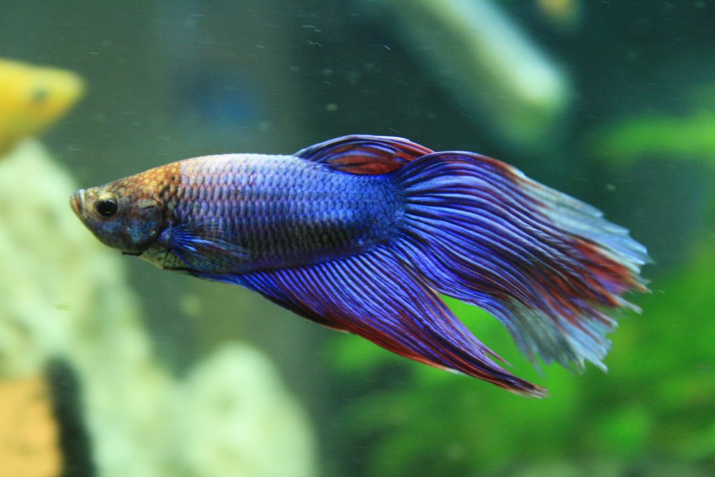 Betta Fish Care Sheet