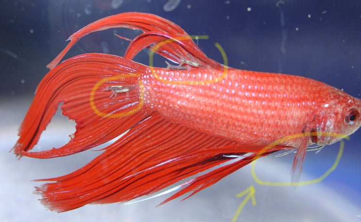 How To Identify And Treat A Sick Betta Fish - Fishxperts