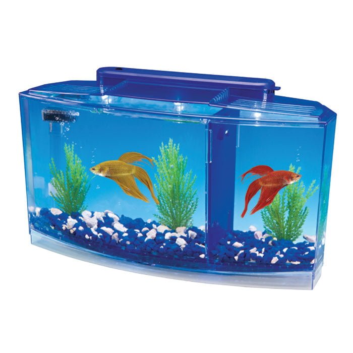 Setting Up a Your Own Betta Tank/Bowl The Proper Way - Fishxperts