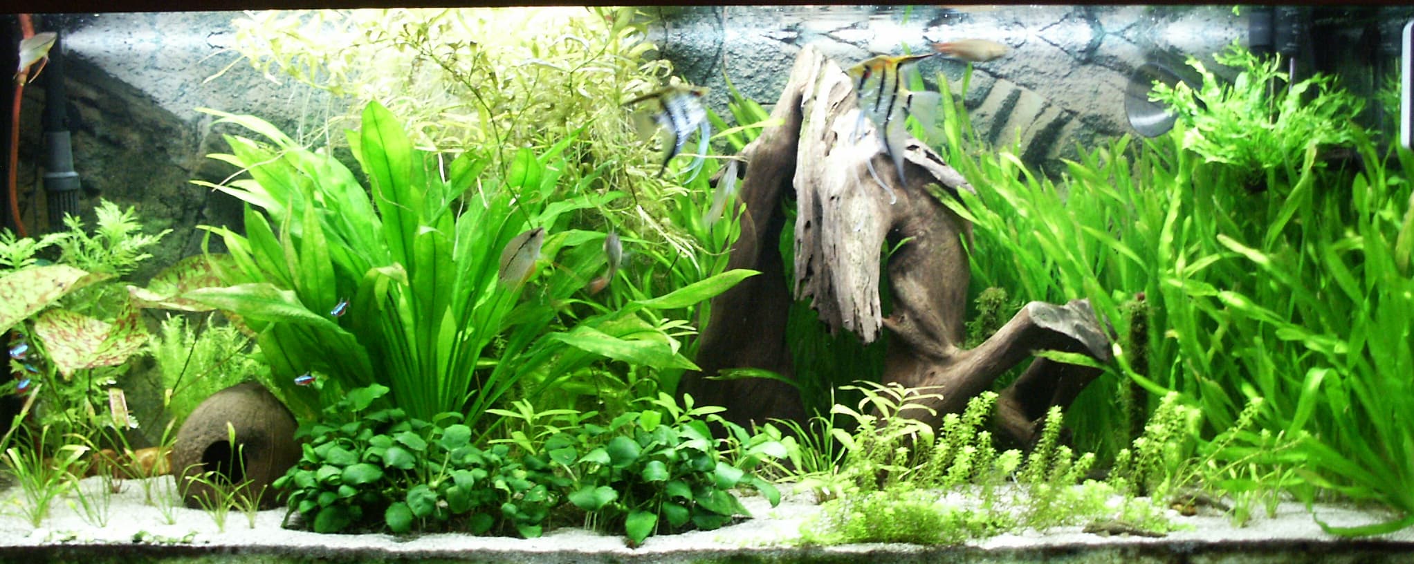 live plants in fish bowl