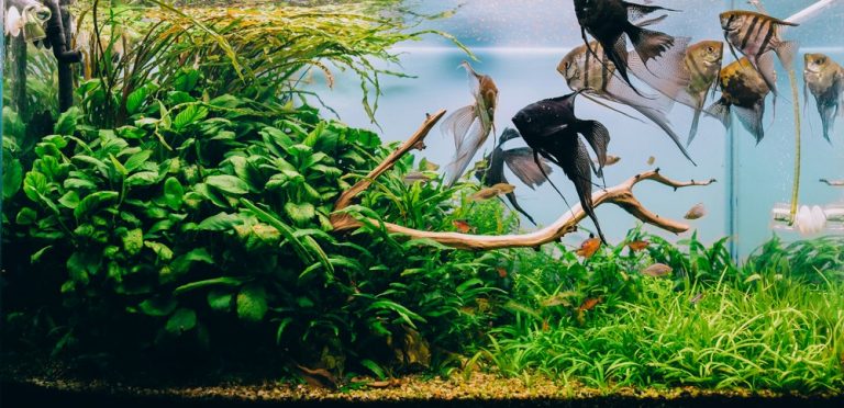 How to Choose Aquarium Fish Tanks- Comprehensive Buyers guide