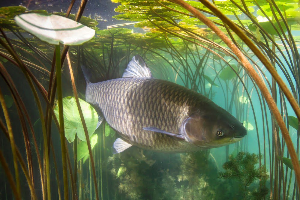 Auto Fish Feeders Best Auto Fish Feeders Reviewed