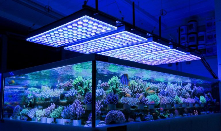 How to Get The Best Aquarium Lights For Your Tank