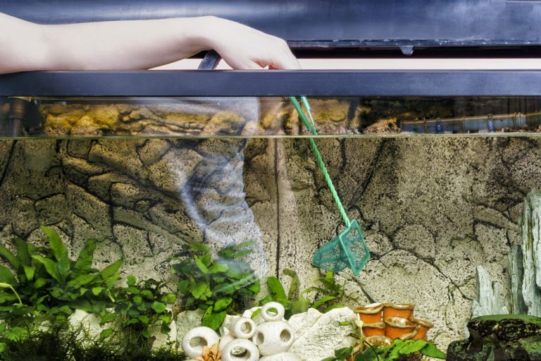 8 Innovative Self Cleaning Aquariums Ideal For Home & Office Fishxperts