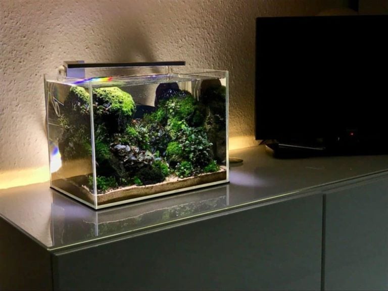 Best Nano Aquariums (Top Desktop Aquarium Of 2022)