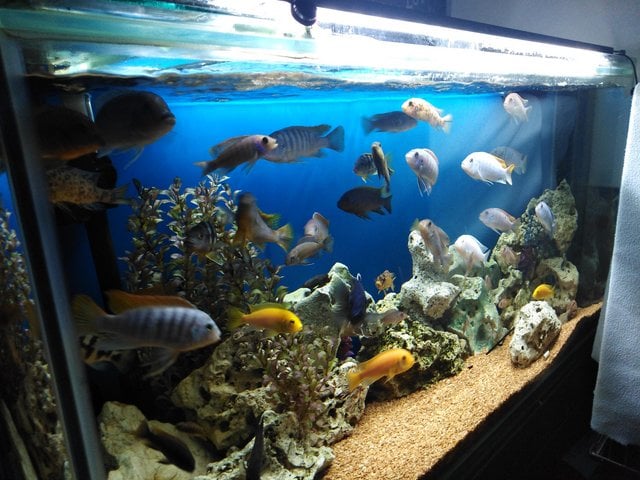 6 STUNNING RIMLESS FISHTANKS