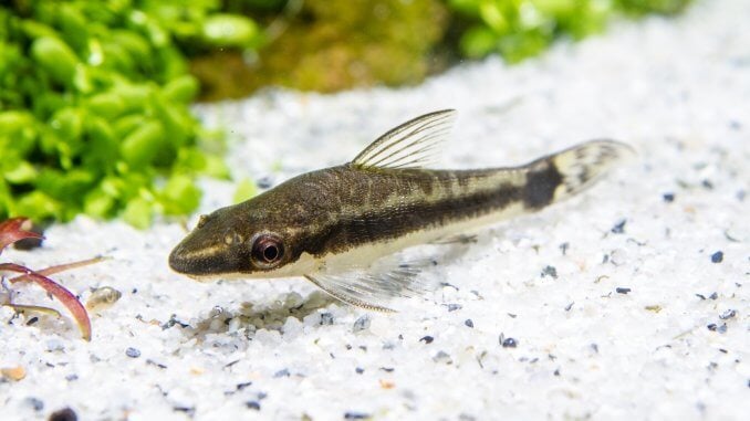 Otocinclus-Care-Guide-Everything-You-Need-To-Know-About-These-Catfish-Banner-678x381