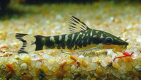 Otocinclus-cocama.