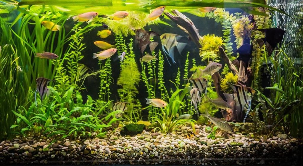 Best Nontoxic Spray Paints For Internal & External Part Of Your Aquarium Fishxperts
