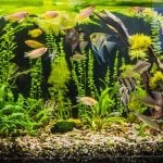 Compatible fish tank mates list