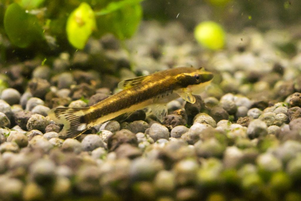 macrotocinclus-affinis