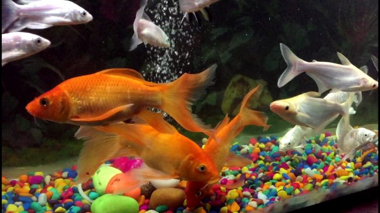 Top 5 Bow-Front Aquariums for Ultimate Visibility of your Fish Tank