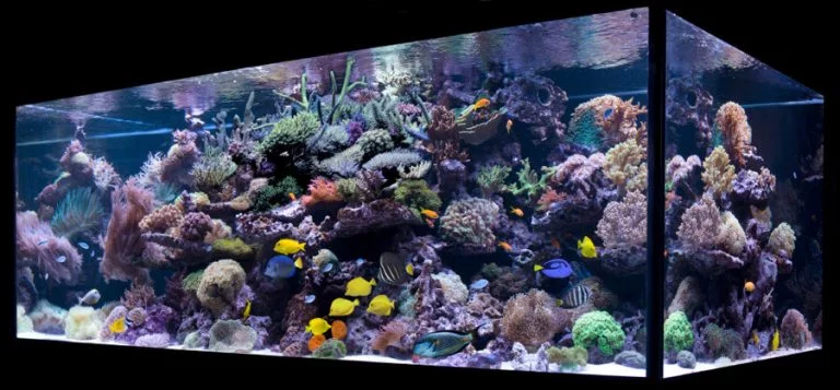Best 6 Reef Tanks available in the Market