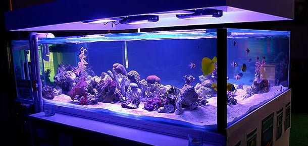 8 Best Aquarium LED Lightning Fixture