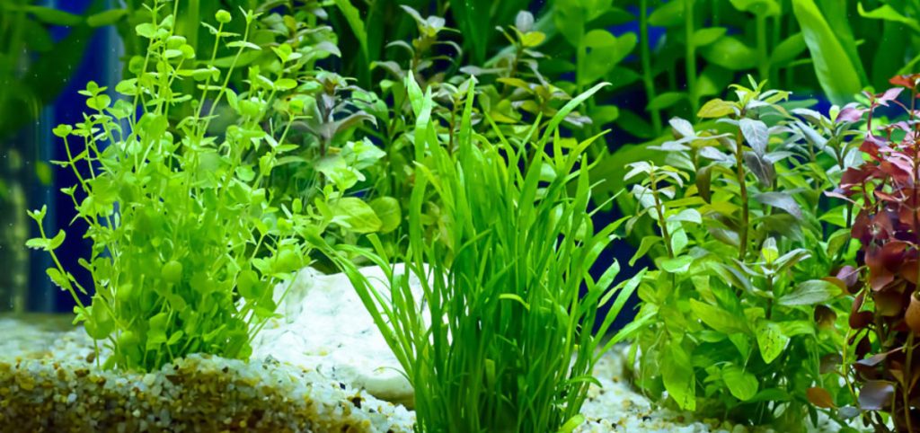 Aquatic Plants