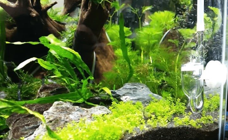 Best Quality Co2 System Kit For Your Planted Aquarium