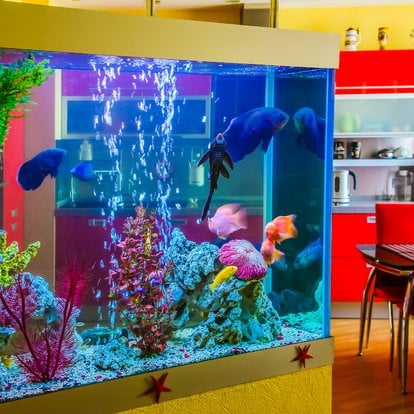 Best Non-toxic Spray Paints For Internal & External Part Of Your Aquarium