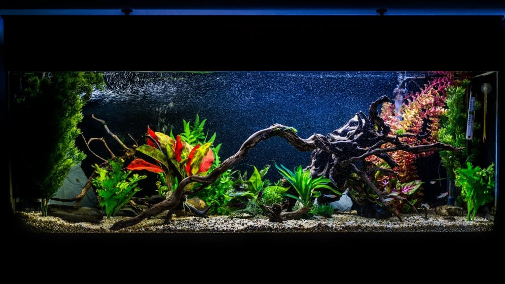 Ultimate 55 Gallon Aquarium Setup Guide - 55 Gallon Aquarium 1024x576