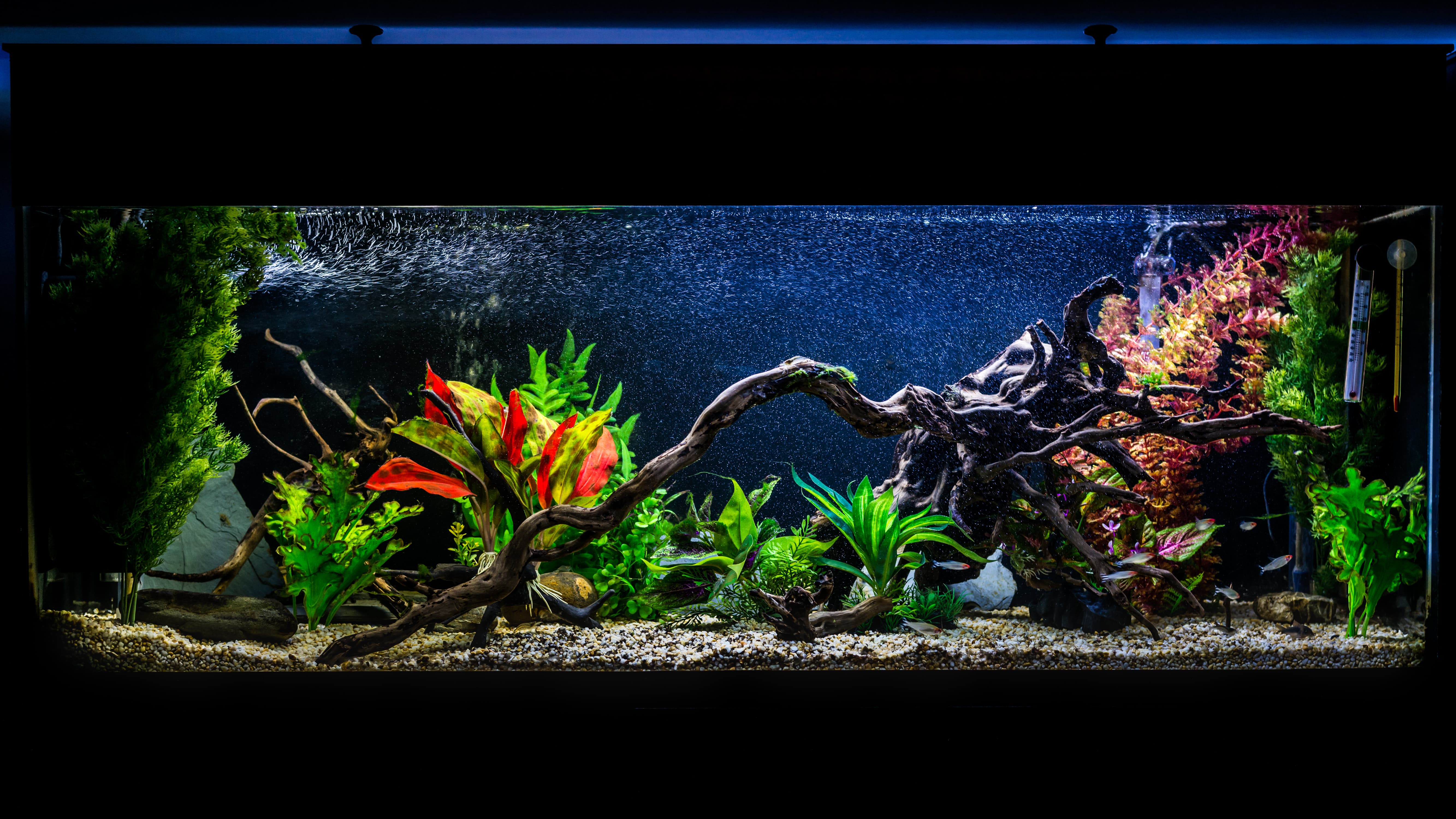 freshwater aquarium setup