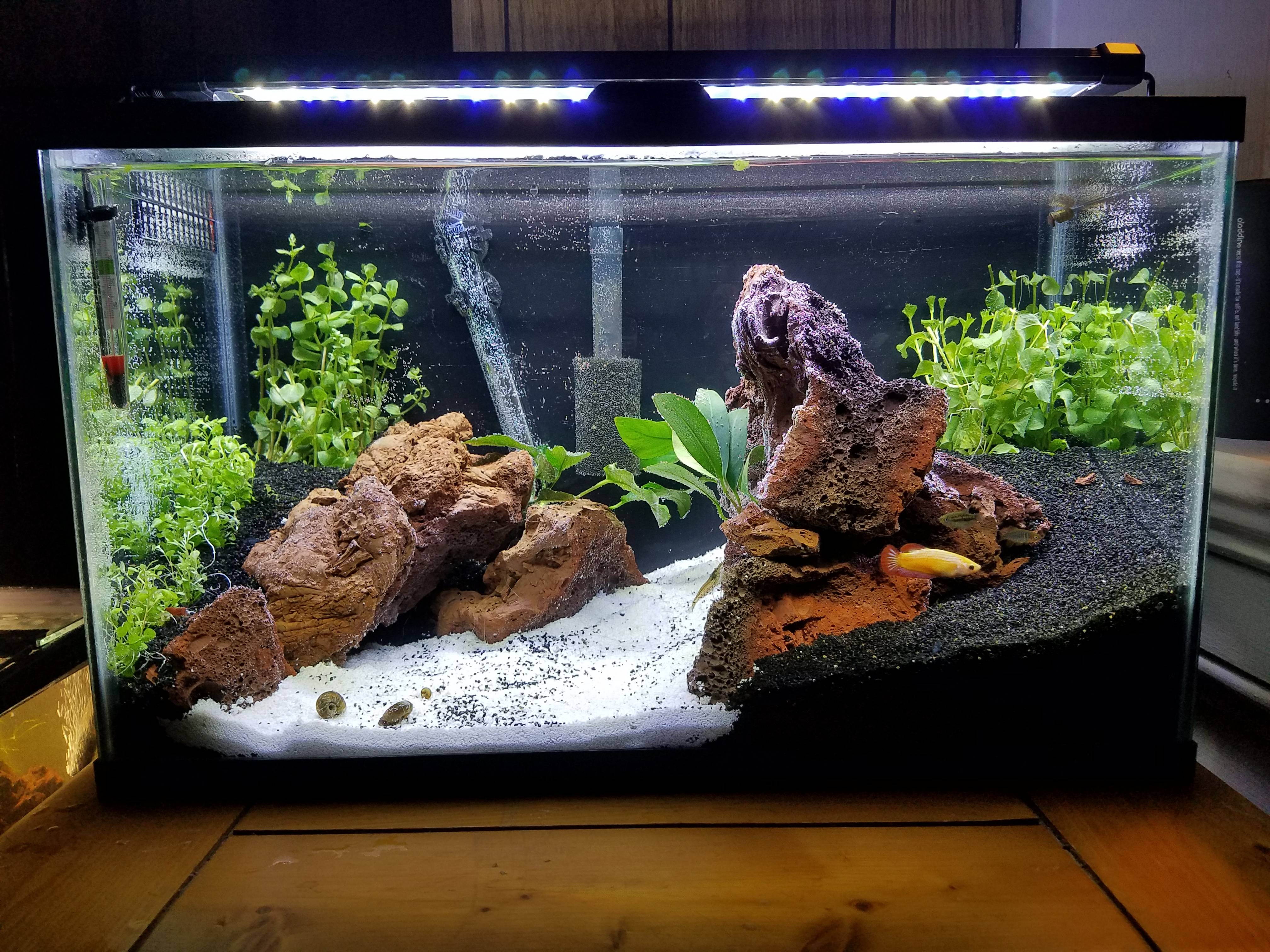 Best setup for 10 gallon fish tank 2019
