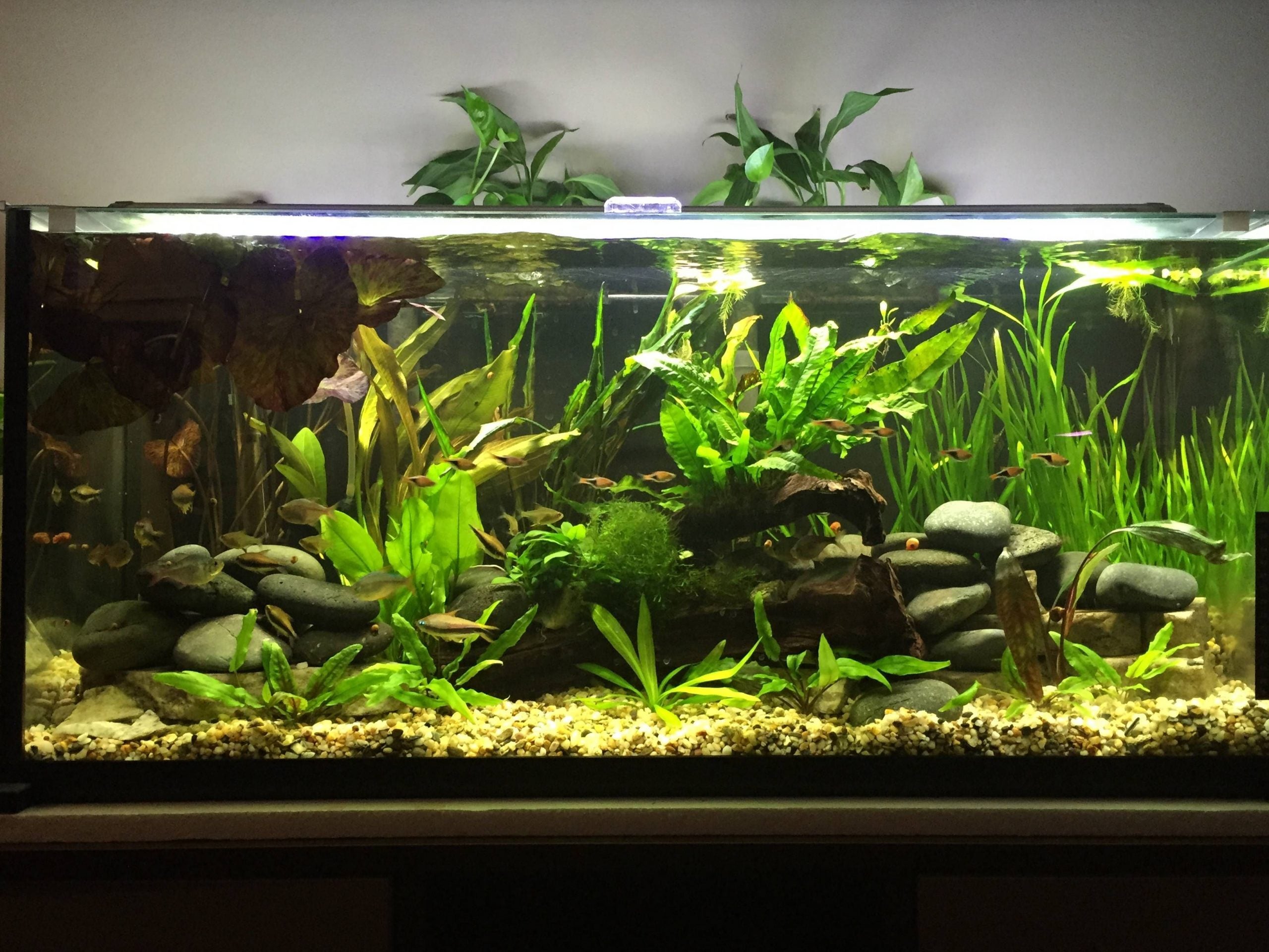 29 gallon on sale tank