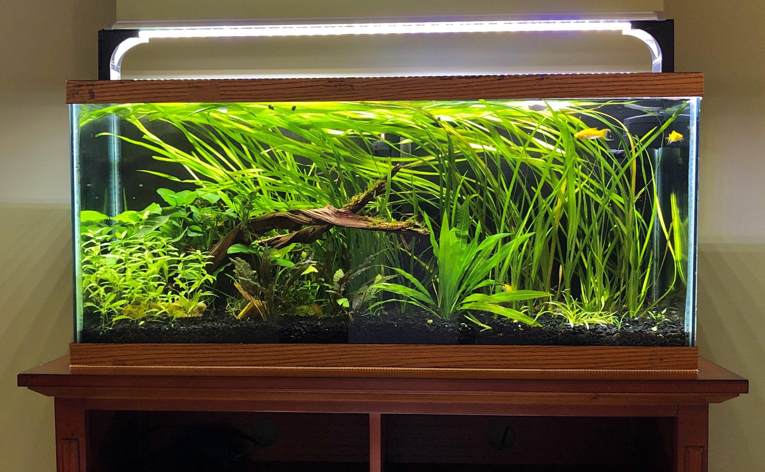 complete tropical fish tank setup