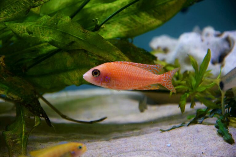 aquarium 30 gallon